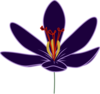 Purple Crocus Blossom Clip Art